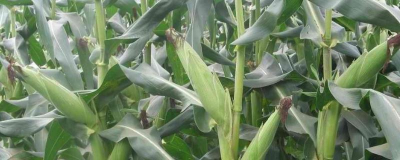 吉单71玉米种子介绍，适宜播种期4月下旬至5月上旬