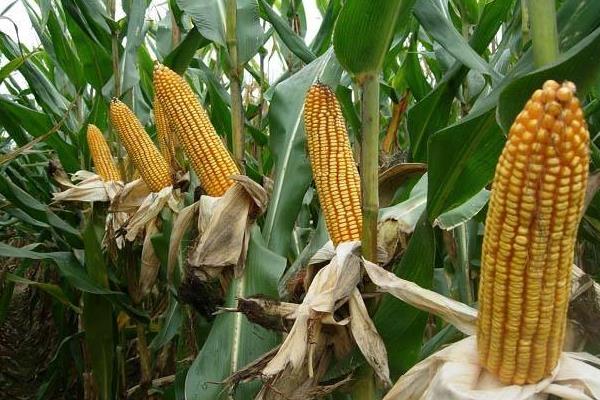 博纳143玉米品种的特性，注意防治大斑病