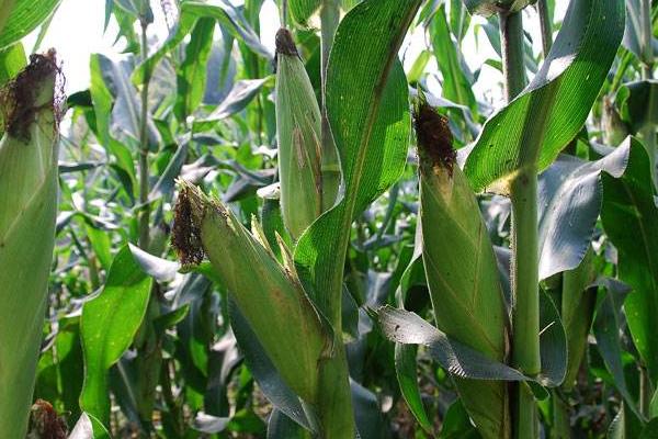 HF1068玉米品种的特性，适宜播种期4月下旬至5月上旬