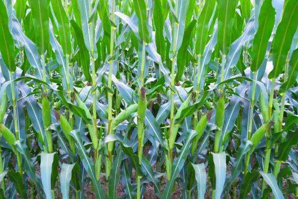 AB1413玉米品种的特性，适宜播种期4月下旬至5月上旬