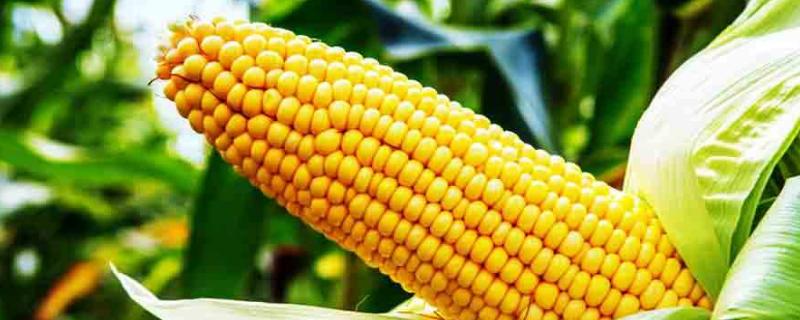 彝谷6号玉米品种的特性，中抗小斑病