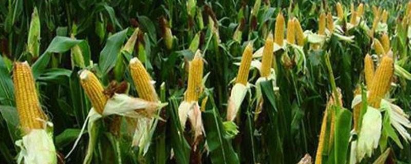 华西827玉米种子特点，适宜播种期4月下旬至5月上旬