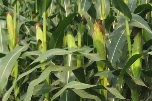 五谷737玉米种子介绍，适宜播种期4月中旬