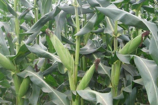华西827玉米种子特点，适宜播种期4月下旬至5月上旬