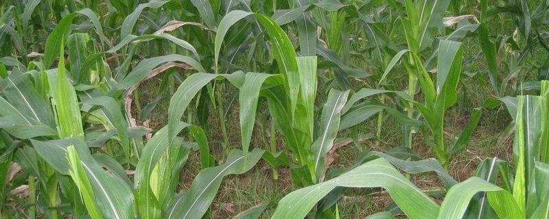 农大388玉米种子特点，密度4000－4500株/亩