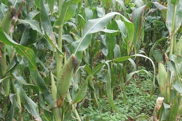 农大388玉米种子特点，密度4000－4500株/亩