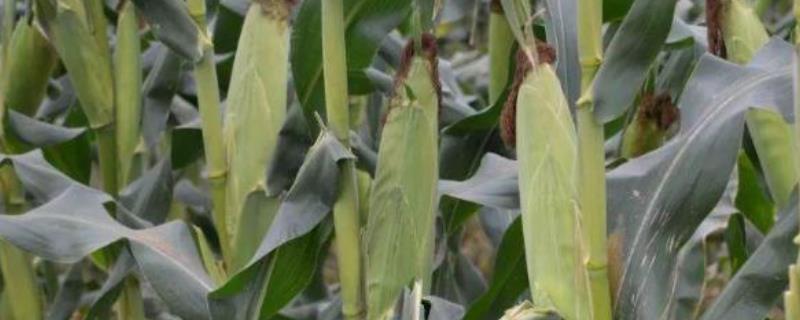 京科232玉米品种的特性，中抗南方锈病