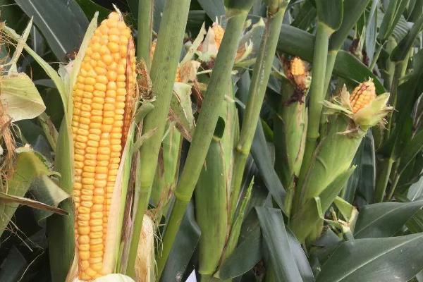 禾田201玉米品种简介，注意防治当地高发病虫害