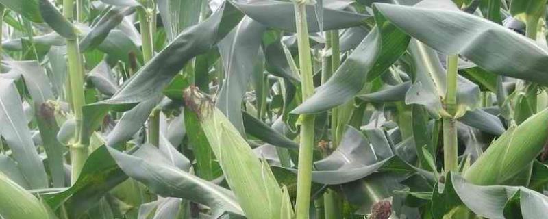 仓禾201玉米品种的特性，中抗茎腐病
