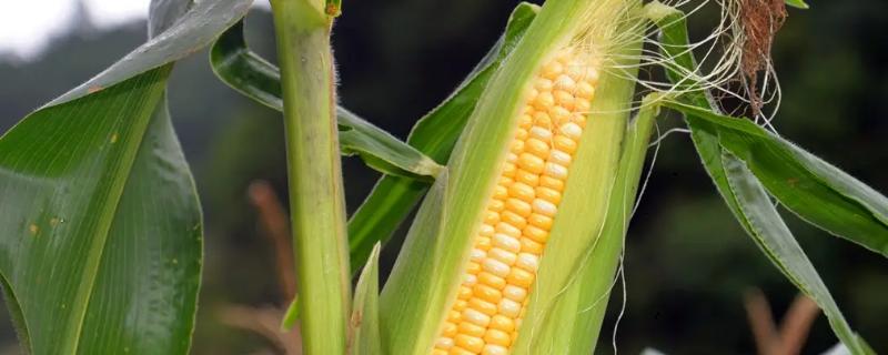 绿泽G20玉米品种简介，适宜播种期5月5日至15日