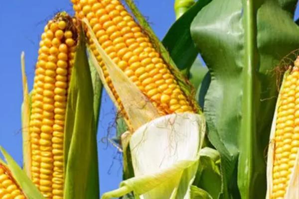 绿泽G20玉米品种简介，适宜播种期5月5日至15日