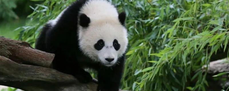 熊猫名称的来历，是由于参观者的误读误传而得名的