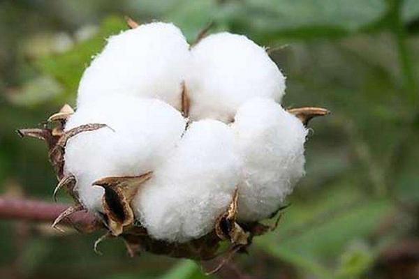 中棉所138棉花种子特点，直播一般4月下旬播种