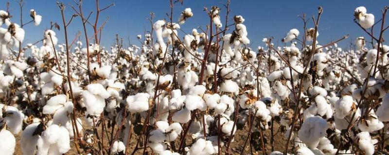 中棉所150棉花种子特征特性，虫害防治及时防治虫害