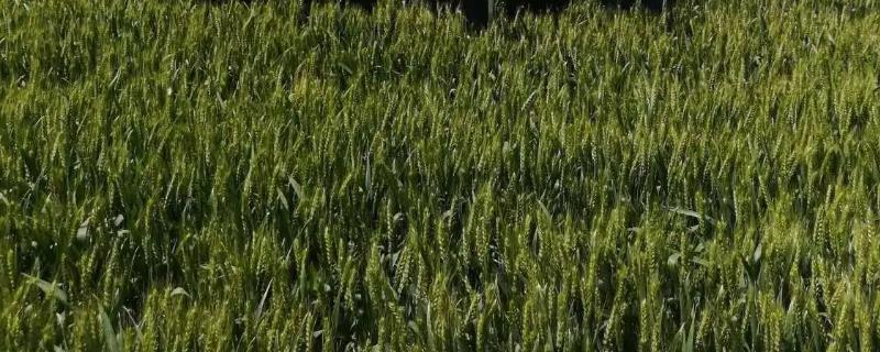 先麦22小麦种子特征特性，适宜播期10月上中旬