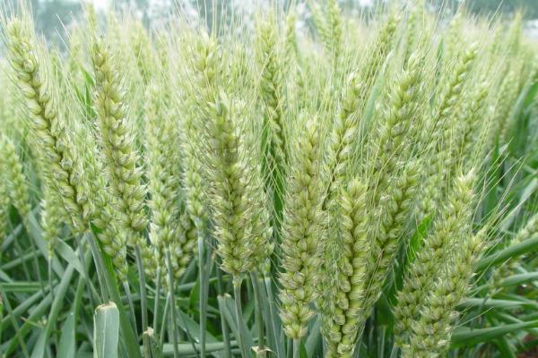 菏麦32小麦种子特征特性，推行足墒播种