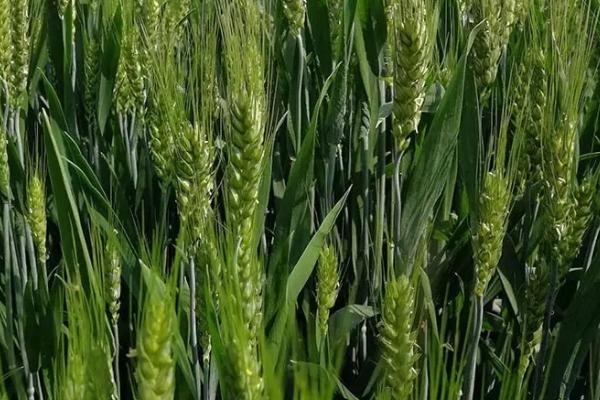 岱麦316小麦种子特点，全生育期238.0天