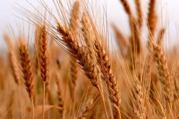 岱麦316小麦种子特点，全生育期238.0天