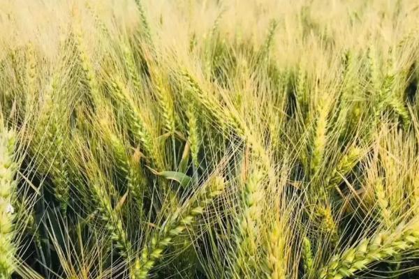 齐麦21小麦种子特征特性，适宜播种期10月5日―15日