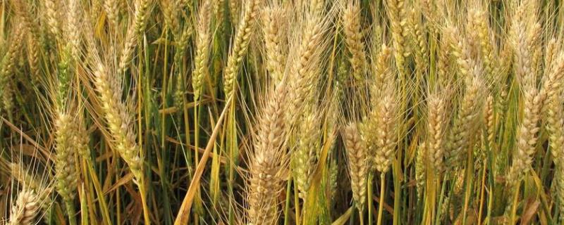 菏麦32小麦种子特征特性，推行足墒播种