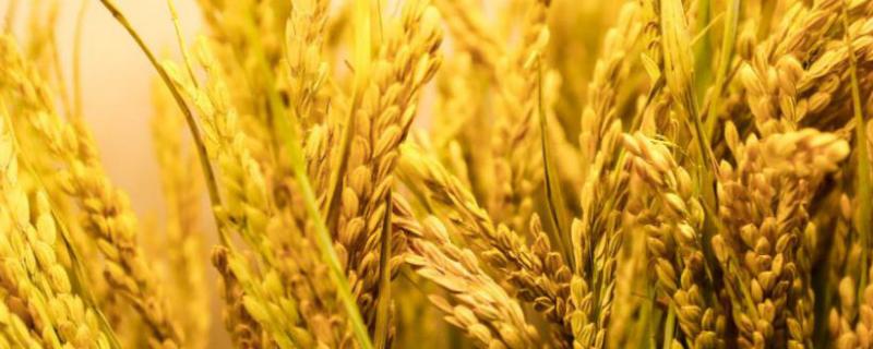 新世纪169小麦种子简介，中抗叶锈病