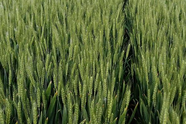 信麦163小麦种子特征特性，全生育期225.0天