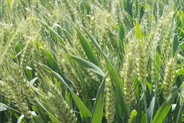 众岱100小麦种子简介，加强春季麦田管理和病虫害防治