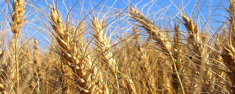 齐麦21小麦种子特征特性，适宜播种期10月5日―15日
