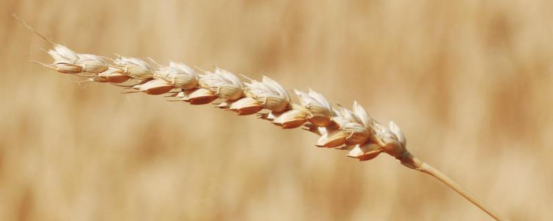 信麦163小麦种子特征特性，全生育期225.0天