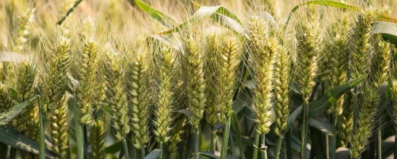 华垦麦23小麦种子特点，全生育期226.7天
