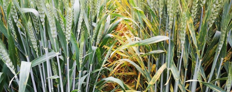 开麦1701小麦种简介，适宜播种期10月上中旬