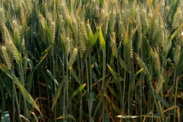 泰科麦39小麦种简介，适宜播种期10月5日―20日