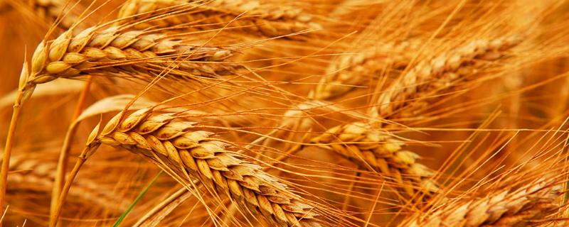 华垦麦7号小麦品种的特性，每亩底施复合肥50千克