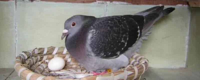 鸽子做窝了要隔多久才产蛋，通常需要3-4天左右