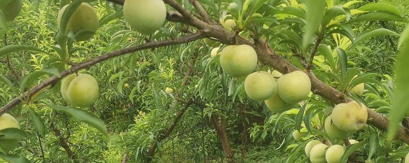 蜂糖李什么时候成熟，7月左右全面上市