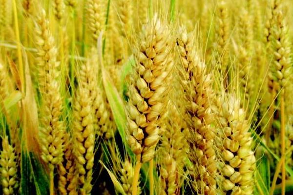 京麦12小麦种子特点，全生育期251.0天