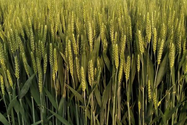 宁春58号小麦种子简介，适宜播种期2月下旬―4月上旬
