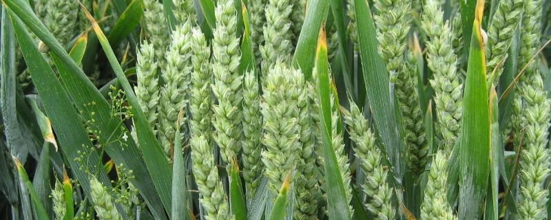 西农198小麦种子简介，适宜播种期10月上中旬