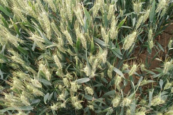 西农198小麦种子简介，适宜播种期10月上中旬