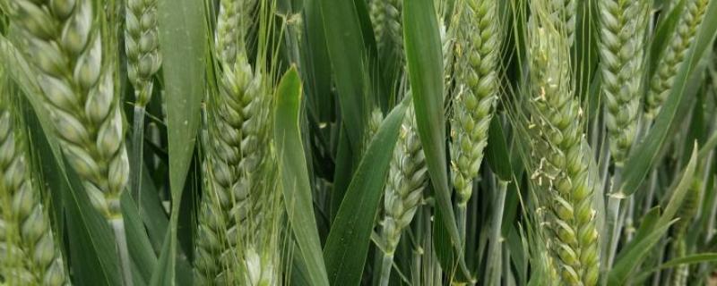圣麦127小麦种子特点，适宜播种期10月5日―10日