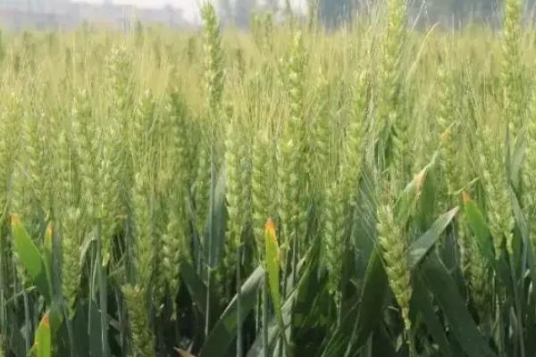 中植麦13号小麦品种的特性，适宜播种期10月上中旬