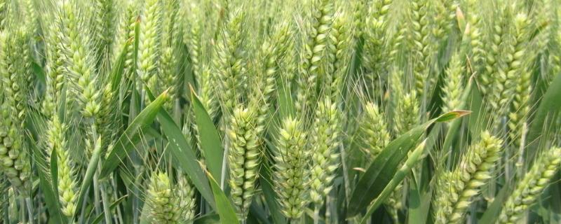 冀麦479小麦品种的特性，注意及时防治病虫害