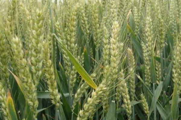 京麦12小麦种子特点，全生育期251.0天