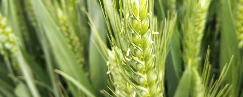 周麦38号小麦种子简介，适宜播种期10月上中旬