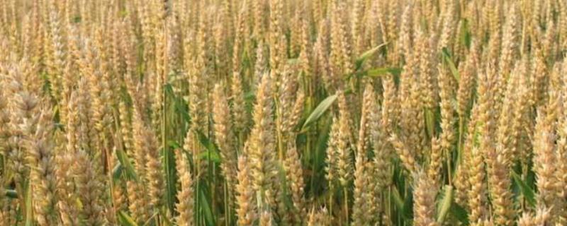 岱麦366小麦种子特点，适宜播种期10月5日―15日