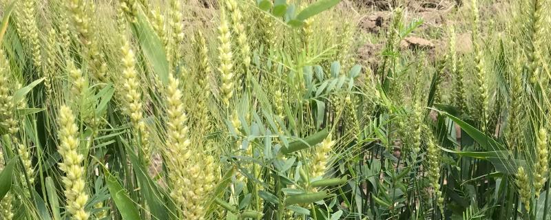 郾丰168小麦种子介绍，适宜播种期10月上中旬
