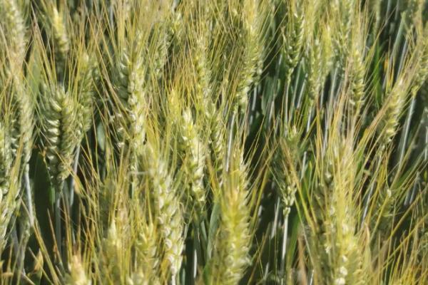 中植麦13号小麦品种的特性，适宜播种期10月上中旬