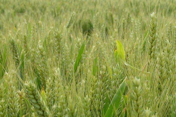 郑麦18小麦种子特点，适宜播期10月上中旬