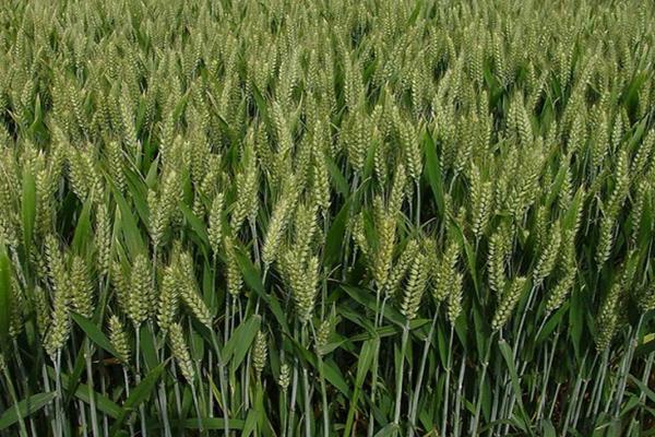 圣麦127小麦种子特点，适宜播种期10月5日―10日