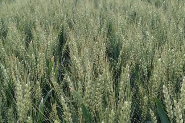 邯麦25小麦品种简介，中高肥水麦田适当降低播种量